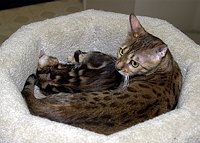 SierraGold Bengals: Gwenivere and Merlin<br>